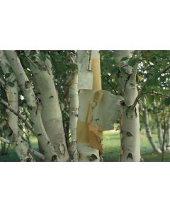 Betula, Paper Birch 'Prairie Dream®'