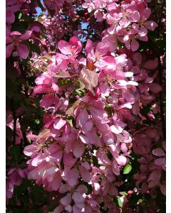 Malus, Flowering Crabapple 'Rejoice™'