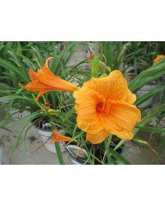 Hemerocallis, Orange Daylily 'Endlesslily® Orange'