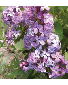 Syringa, Common Lilac 'Prairie Petite'