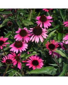 Echinacea, Coneflower 'Dark Shadows™ Wicked'