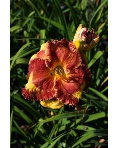 Hemerocallis, Red Daylily 'Band of Fire'