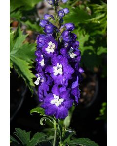 Delphinium, Candle Larkspur 'Delphina™ Dark Blue, White Bee'