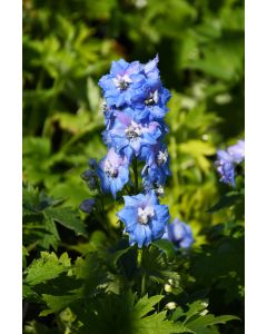 Delphinium, Candle Larkspur 'Delphina™ Light Blue, White Bee'