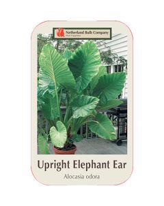 Alocasia, Elephant Ear 'Upright'