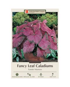 Caladium, Fancy Leaf 'Fannie Munson'