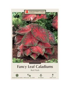 Caladium, Fancy Leaf 'Red Flash'