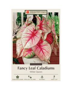 Caladium, Fancy Leaf 'White Queen'