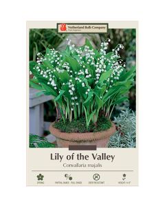 Convallaria, Lily of the Valley