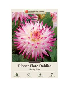 Dahlia, Dinner Plate 'Hayley Jane'