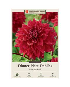 Dahlia, Dinner Plate 'Babylon Red'