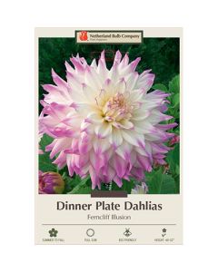 Dahlia, Dinner Plate 'Ferncliff Illusion'