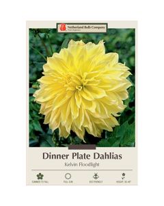 Dahlia, Dinner Plate 'Kelvin Floodlight'