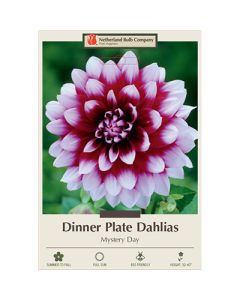 Dahlia, Dinner Plate 'Mystery Day'