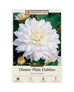 Dahlia, Dinner Plate 'Snow Country'