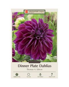 Dahlia, Dinner Plate 'Thomas A. Edison'