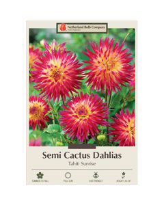 Dahlia, Cactus 'Tahiti Sunrise'