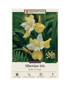 Iris, Siberian Iris 'Butter & Sugar'