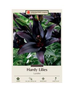 Lilium, Hardy Lily 'Landini'