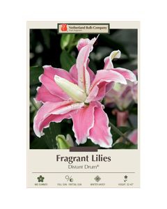 Lilium, Fragrant Lily 'Distant Drum®' 