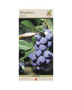 Vaccinium, Blueberry 'Jersey'