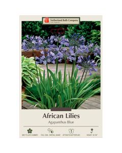 Agapanthus, African Lily 'Blue'