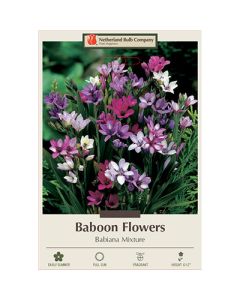 Babiana, Baboon Flowers 'Babiana Mixture'