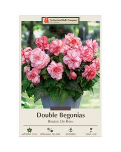 Begonia, Double 'Bouton De Rose'