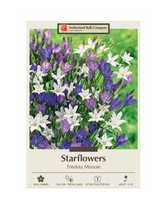 Triteleia 'Starflowers Mixture'