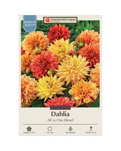 Dahlia 'All in One Blend'