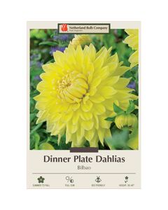 Dahlia, Dinner Plate 'Bilbao'