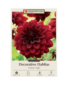 Dahlia, Decorative 'Arabian Night'