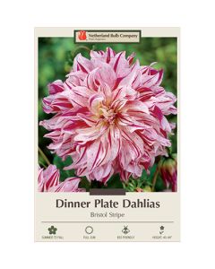 Dahlia, Dinner Plate 'Bristol Stripe'