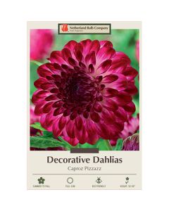 Dahlia, Decorative 'Caproz Pizzazz'