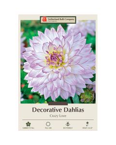 Dahlia, Decorative 'Crazy Love'