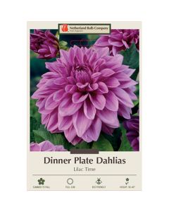 Dahlia, Dinner Plate 'Lilac Time'