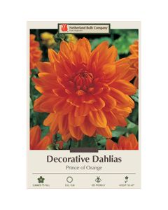 Dahlia, Decorative 'Prince of Orange'