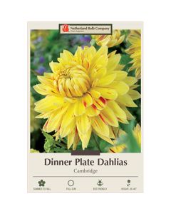 Dahlia, Dinner Plate 'Cambridge'