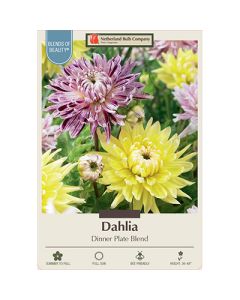 Dahlia 'Dinner Plate Blend'