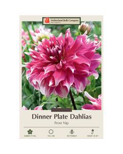 Dahlia, Dinner Plate 'Frost Nip'