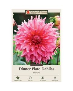 Dahlia, Dinner Plate 'Islander'