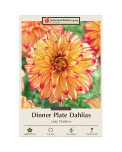 Dahlia, Dinner Plate 'Lady Darlene'