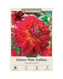 Dahlia, Dinner Plate 'Manhattan Island'