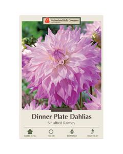 Dahlia, Dinner Plate 'Sir Alfred Ramsey'