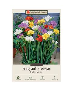 Freesia, Double Flowering Mix