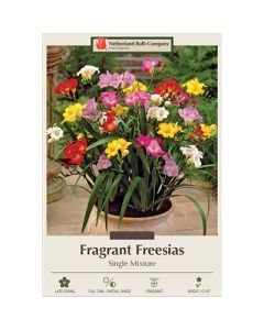 Freesia, Single Flowering Mix