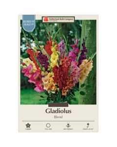 Gladiolus 'Large Flowering Blend'