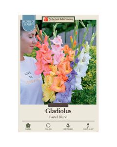 Gladiolus 'Pastel Blend'