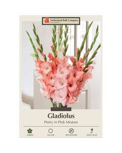 Gladiolus 'Pretty in Pink Mixture'