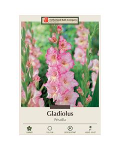 Gladiolus, Large Flowering 'Priscilla' 